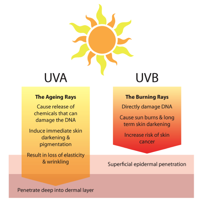 Infographics about UVA and UVB
