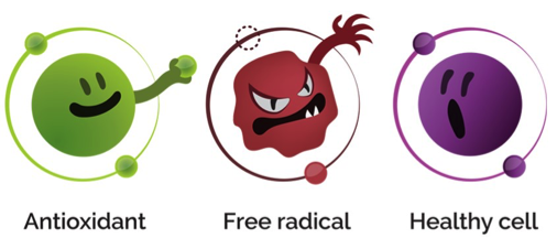 Illustration of Antioxidant, free radical, and healthy cell